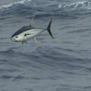 Jumping Yellowfin Tuna Poster