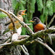 Juvenile And Adult Robin Poster