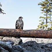Juvenile Bald Eagle Perching On Beached Poster