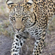 Juvenile Leopard In Jao Reserve Poster