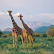 Kenya, Reticulated Giraffes In Buffalo Poster