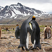 King Penguins, Aptenodytes Patagonicus Poster