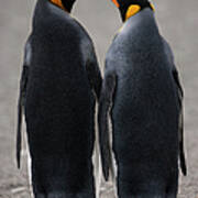 King Penguins, Two Adult Penguins Poster