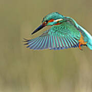 Kingfisher Poster