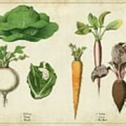 Kitchen Vegetables & Roots I Poster