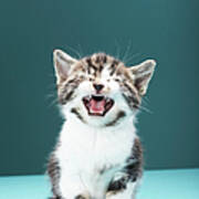 Kitten Meowing Poster