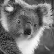 Koala Portrait Poster
