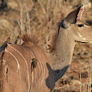 Kudu With Oxpeckers Poster