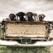 Labradors In A Vintage Truck Poster