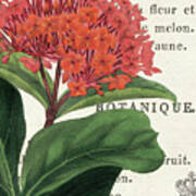 Lantana Botany Poster