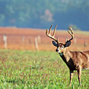 Large Whitetail Buck In Farm Field Poster