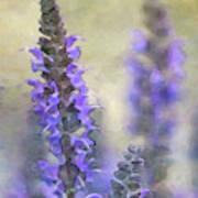 Lavender 0251 Idp_2 Poster