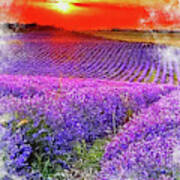 Lavender Fields - 11 Poster
