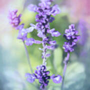 Lavender In Blue Poster