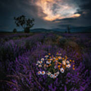Lavender Sunset Poster