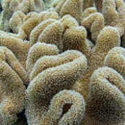 Leather Coral, Tonga Poster
