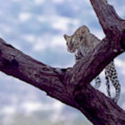 Leopard On The Lookout Poster