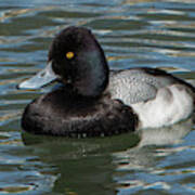 Lesser Scaup Poster