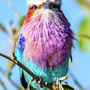 Lilac Breasted Roller Of Africa Poster