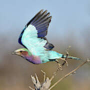Lilac-breasted Roller On Takeoff Poster