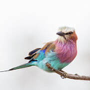 Lilac Breasted Roller, South Africa Poster