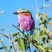 Lilac Breasted Roller Poster