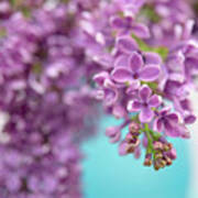 Lilacs In Blue Vase Ii Poster