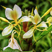 Lily, Yunque Nat'l Forest, Pr Poster