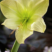 Lime Green Amaryllis Flower Poster