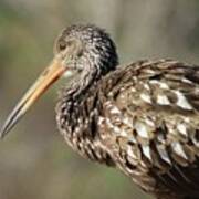 Limpkin Profile With Amazing Feathers Poster