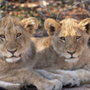 Lion Cubs Poster