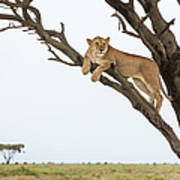 Lioness In Tree, Ngorongoro, Tanzania Poster
