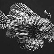 Lionfish Poster