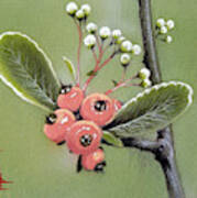 Little Branch With Berries Poster