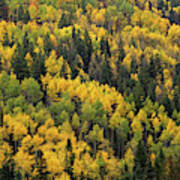 Little Cottonwood Fall Color - Alta, Utah Poster