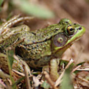 Little Green Frog Poster
