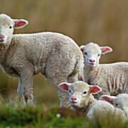 Little Lambs Poster