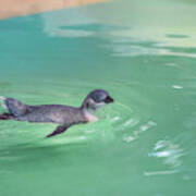 Little Penguin Swimming Poster