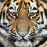 Little Siberian Tiger Close Up Poster