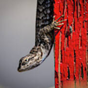 Lizard On Red Poster