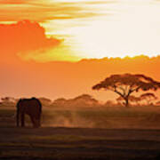 Lone Elephant Walking Through Amboseli At Sunset Poster