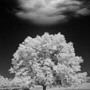 Lone Tree & Cloud, Green Bay, Wisconsin '12-ir Poster