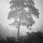 Lone Tree And Fog Bw Poster
