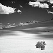 Lonely Tree On Mountain Poster