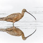 Long-billed Curlew Poster