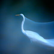 Long Exp Egret #2 Poster