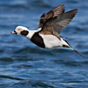 Long-tailed Duck Poster