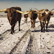 Longhorns In The Snow #2 Poster