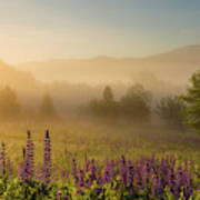 Lupine In The Fog, Sugar Hill, Nh Poster