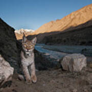 Lynx Along Uchkul River, Kyrgyzstan Poster